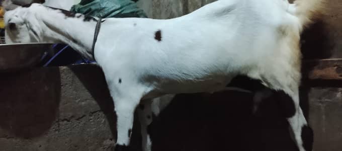 Assalam O Alaikum Mashallha Panjab nsal ki Bakri he Home bred he