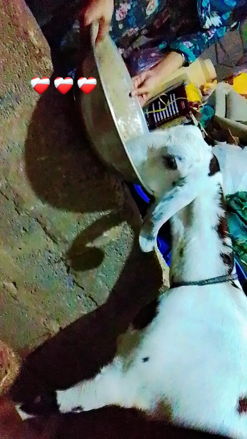 Assalam O Alaikum Mashallha Panjab nsal ki Bakri he Home bred he — photo 2