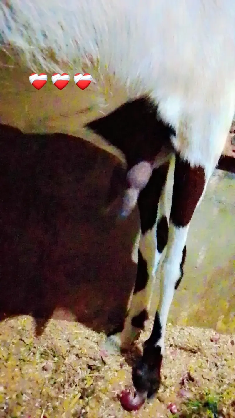 Assalam O Alaikum Mashallha Panjab nsal ki Bakri he Home bred he — photo 3