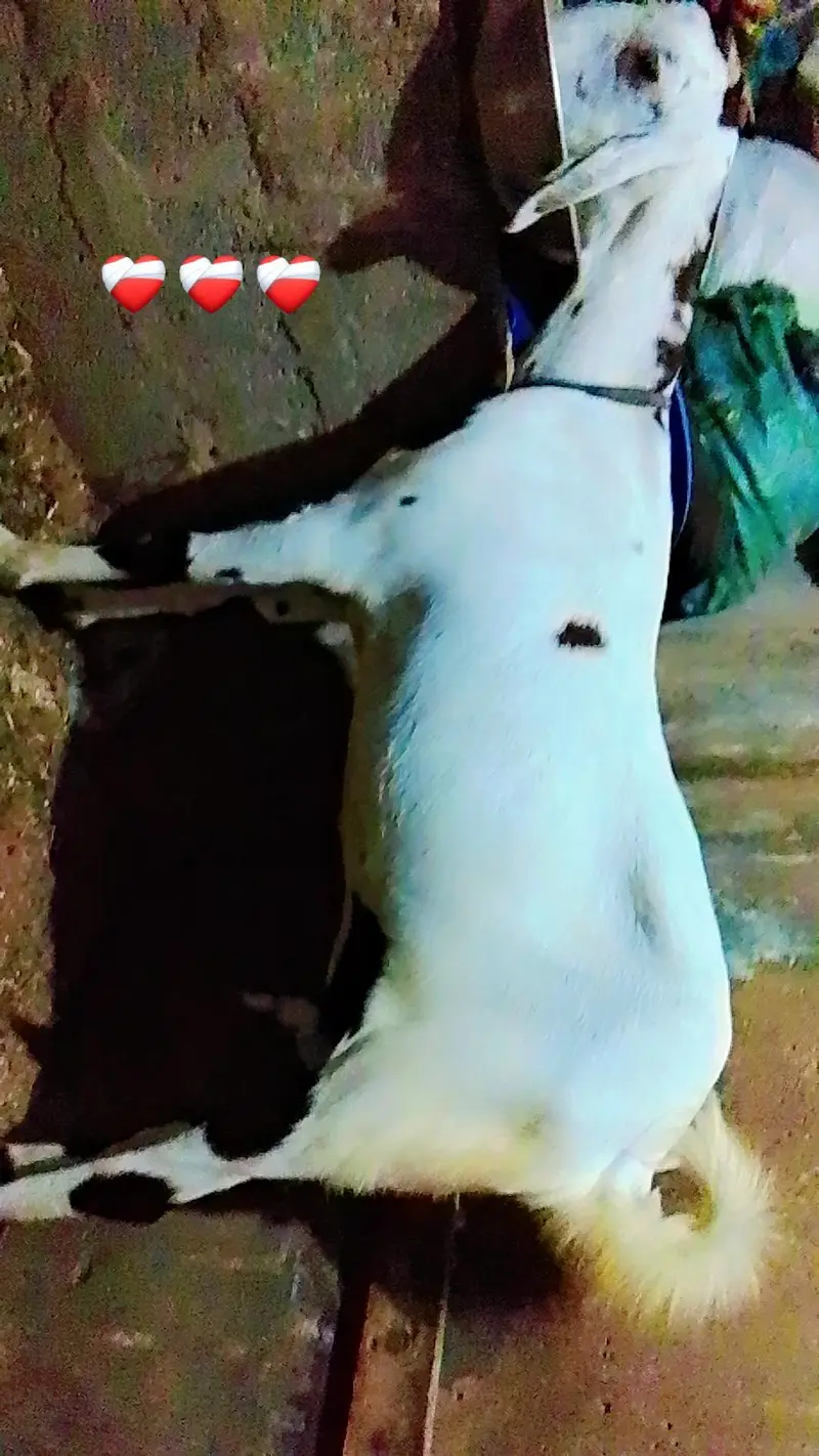 Assalam O Alaikum Mashallha Panjab nsal ki Bakri he Home bred he — photo 4