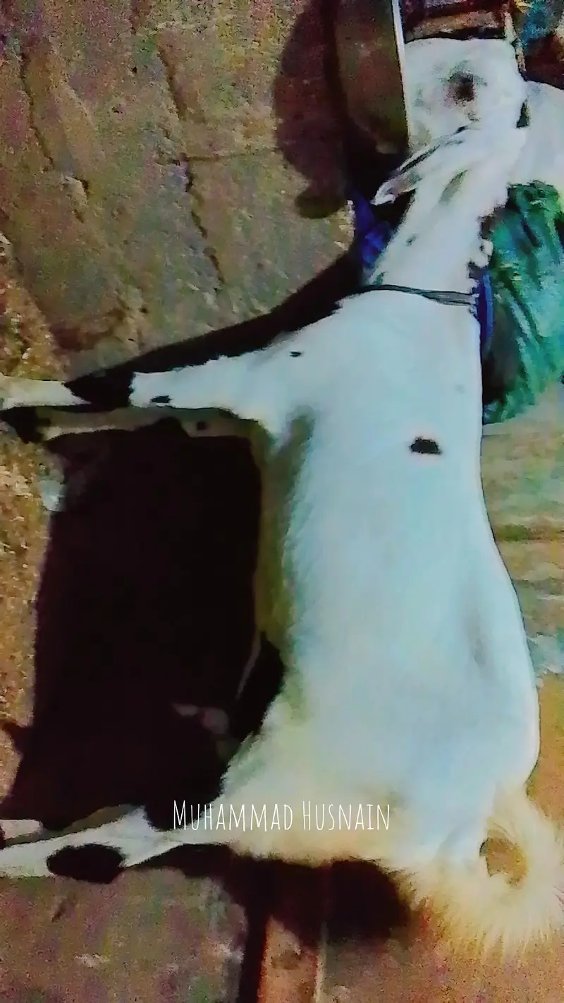 Assalam O Alaikum Mashallha Panjab nsal ki Bakri he Home bred he — photo 5