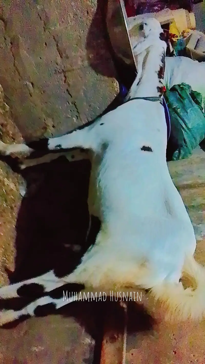 Assalam O Alaikum Mashallha Panjab nsal ki Bakri he Home bred he — photo 6