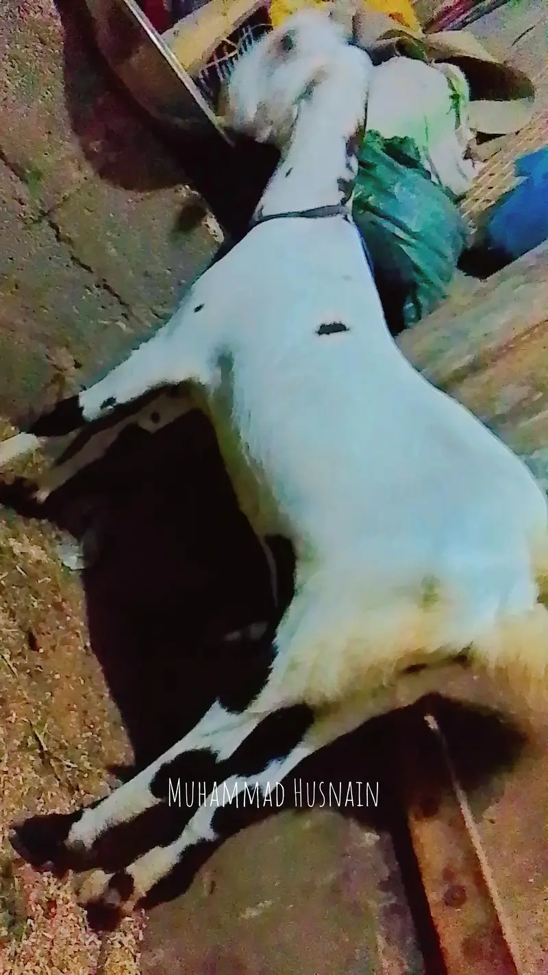 Assalam O Alaikum Mashallha Panjab nsal ki Bakri he Home bred he — photo 7