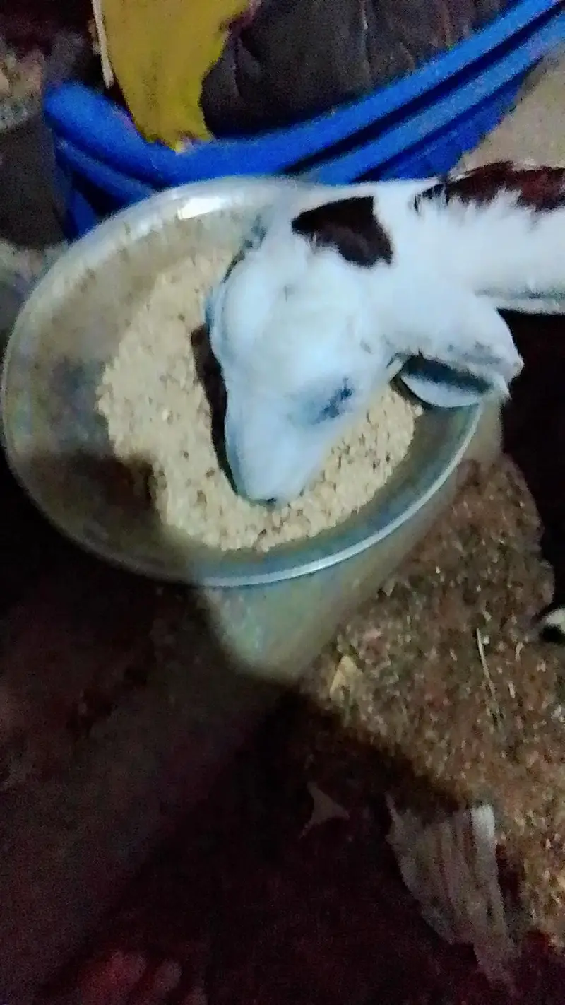 Assalam O Alaikum Mashallha Panjab nsal ki Bakri he Home bred he — photo 8