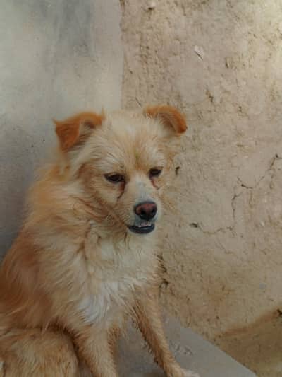 Beautiful Golden Spitz Mix Dog for Sale