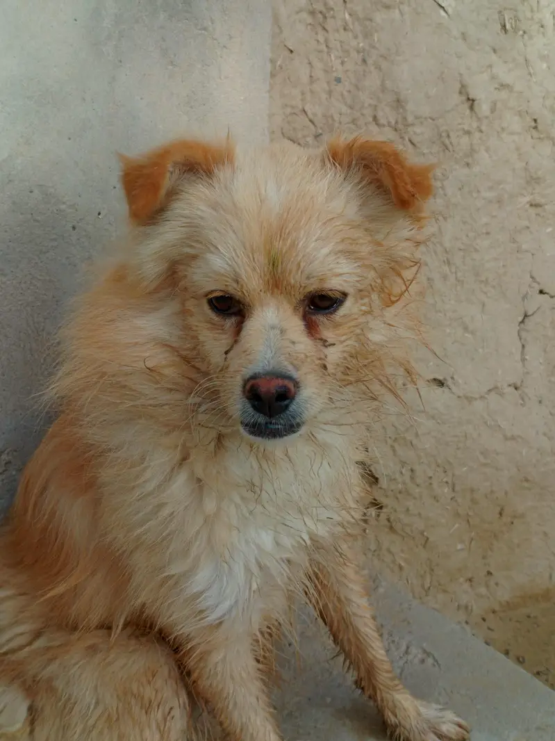 Beautiful Golden Spitz Mix Dog for Sale — photo 2