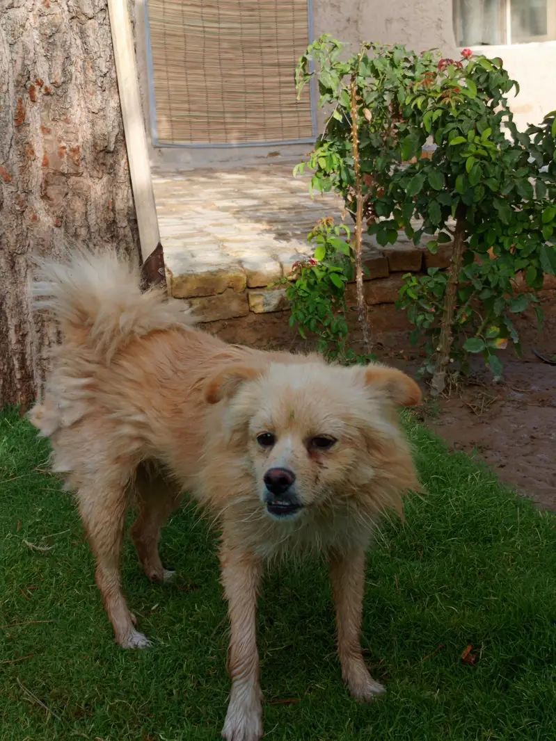 Beautiful Golden Spitz Mix Dog for Sale — photo 3
