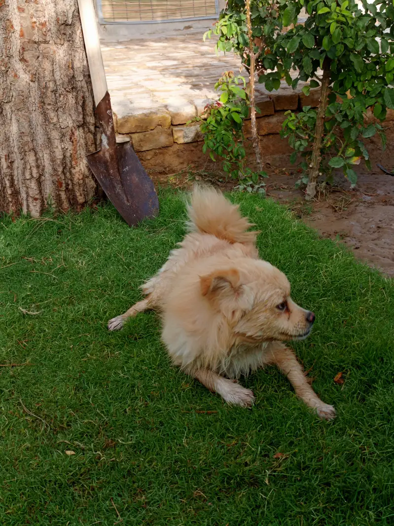 Beautiful Golden Spitz Mix Dog for Sale — photo 4