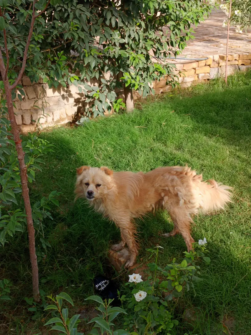 Beautiful Golden Spitz Mix Dog for Sale — photo 5