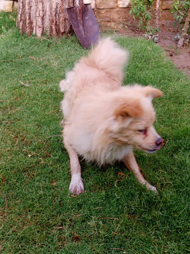 Beautiful Golden Spitz Mix Dog for Sale — photo 6