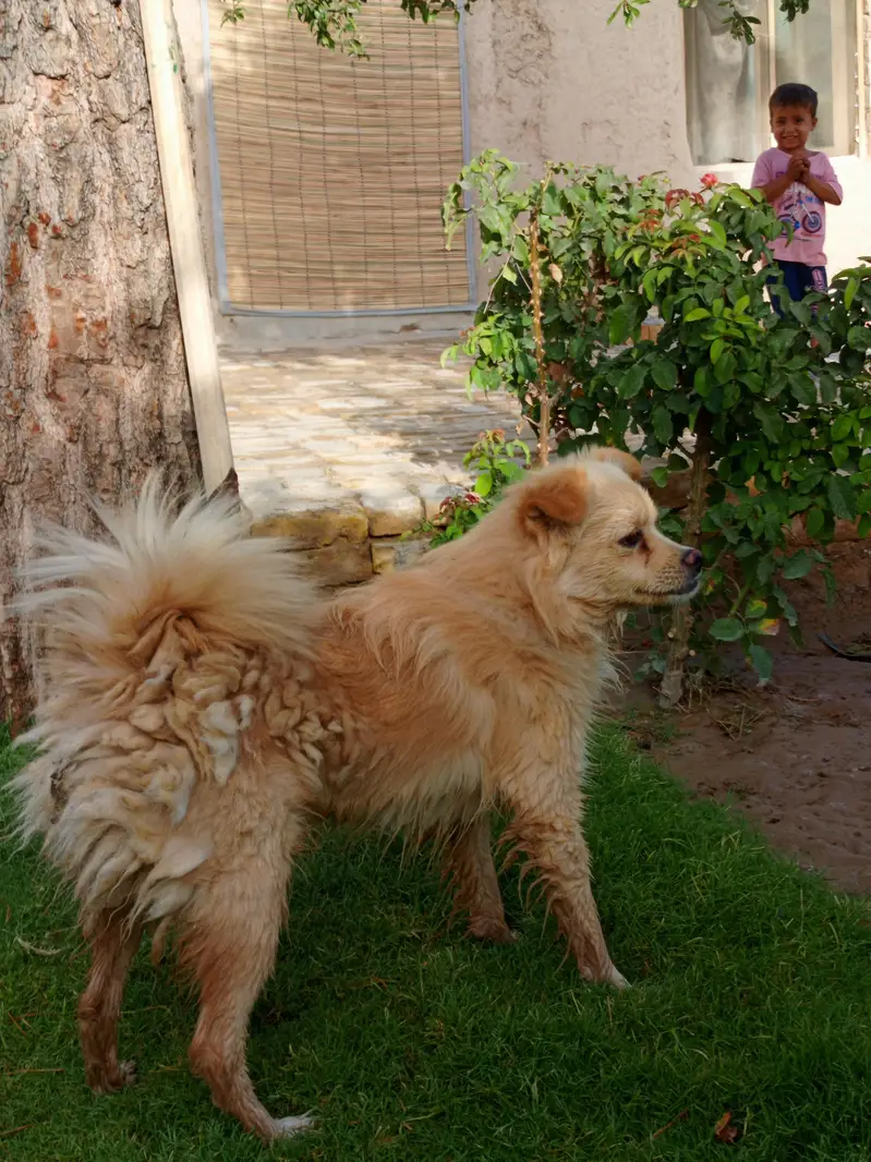 Beautiful Golden Spitz Mix Dog for Sale — photo 7