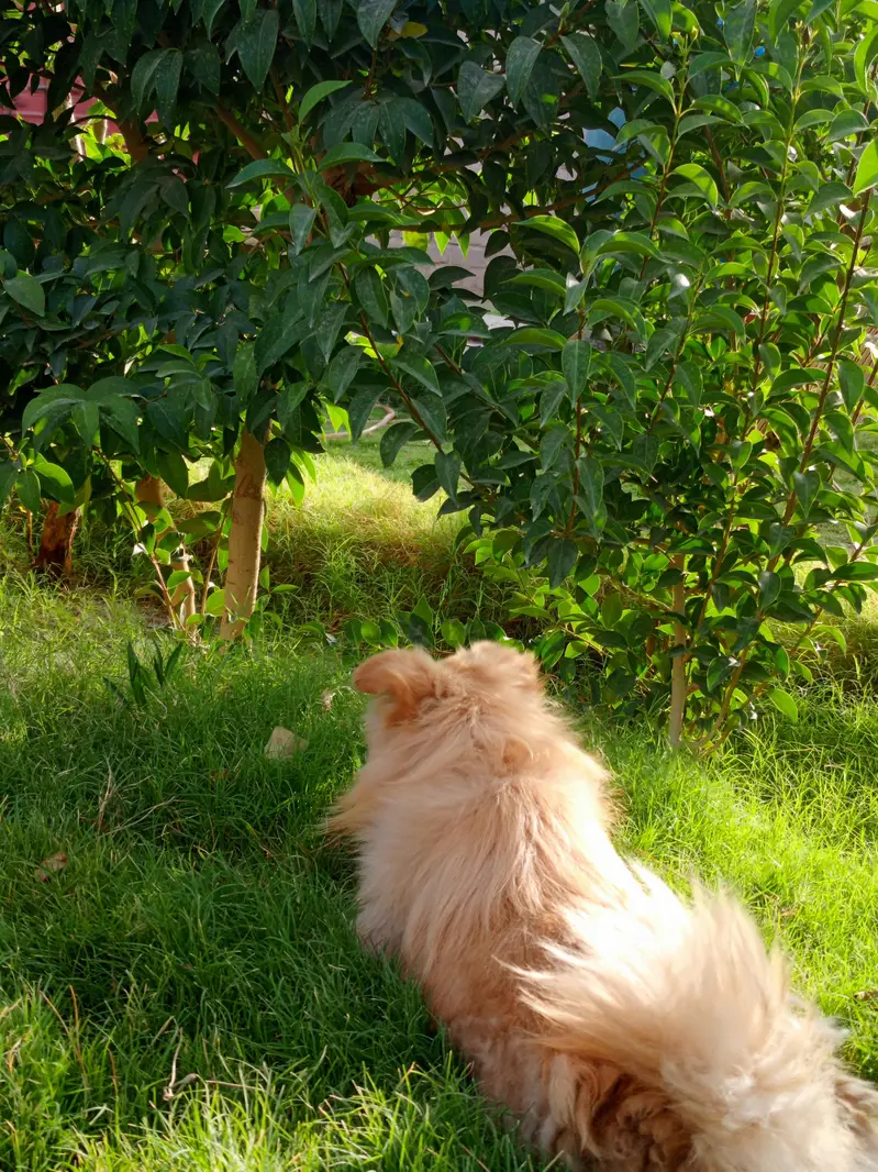 Beautiful Golden Spitz Mix Dog for Sale — photo 8