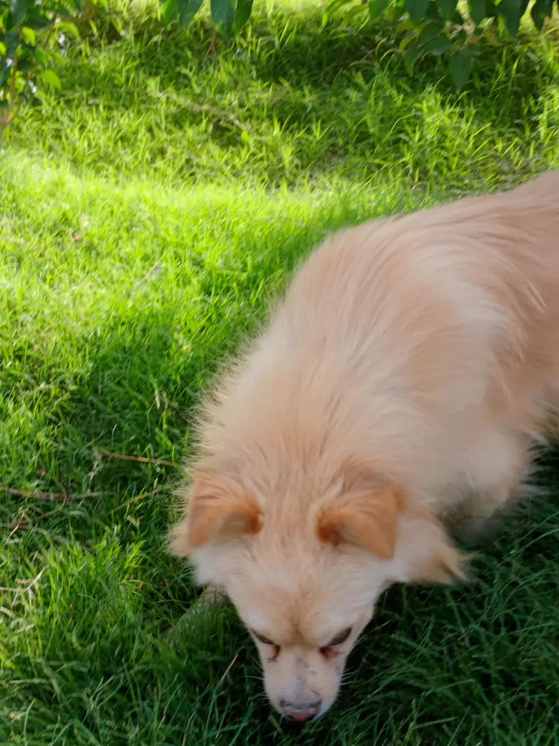 Beautiful Golden Spitz Mix Dog for Sale — photo 9