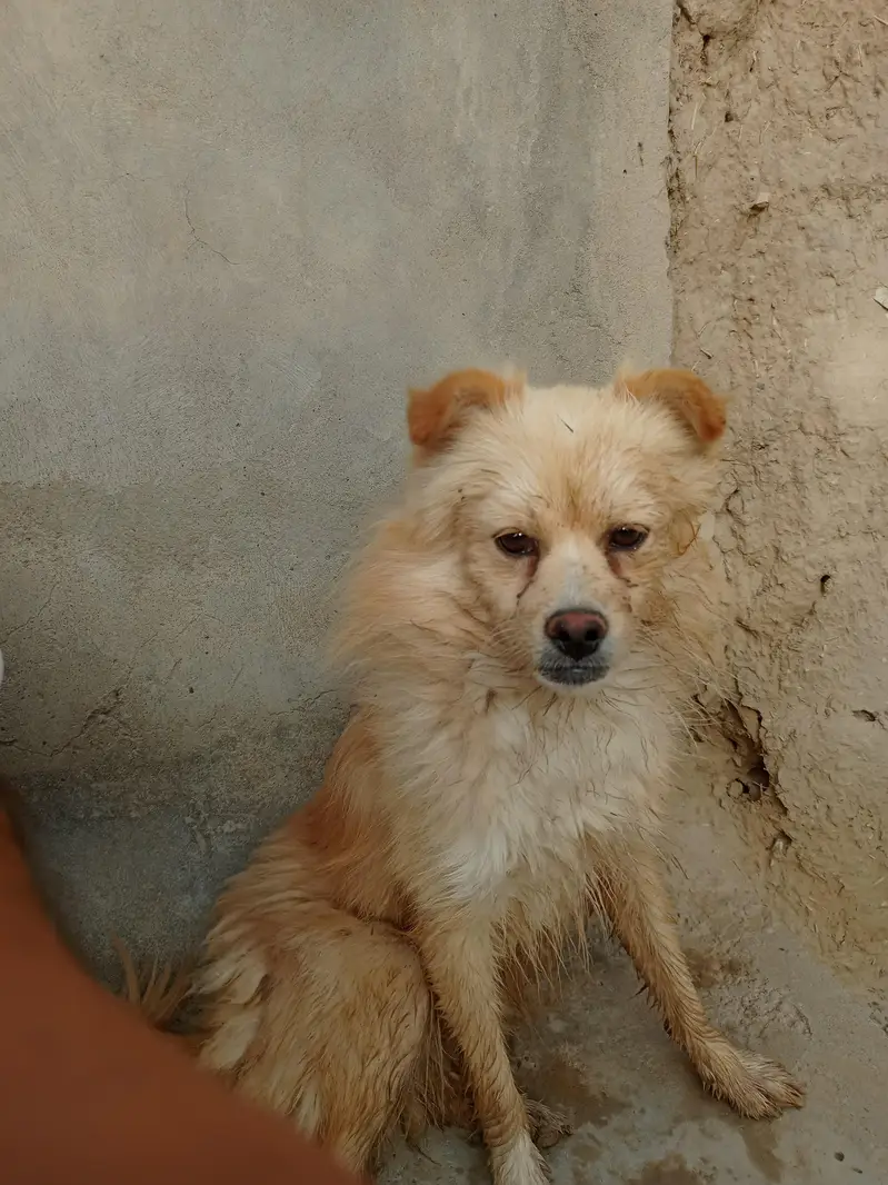 Beautiful Golden Spitz Mix Dog for Sale — photo 10