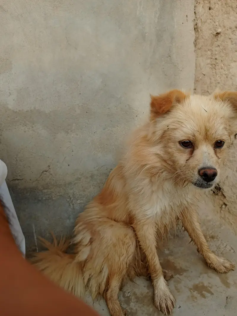 Beautiful Golden Spitz Mix Dog for Sale — photo 11