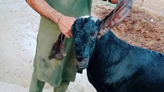 Top Quality Pure Beetal breeder Bakra
