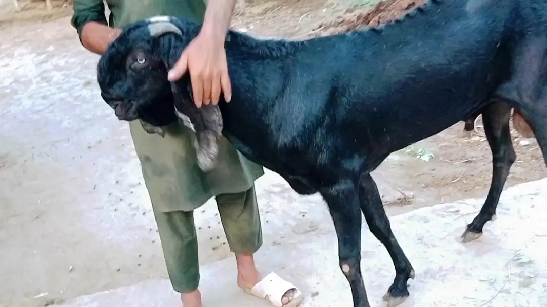 Top Quality Pure Beetal breeder Bakra — photo 2