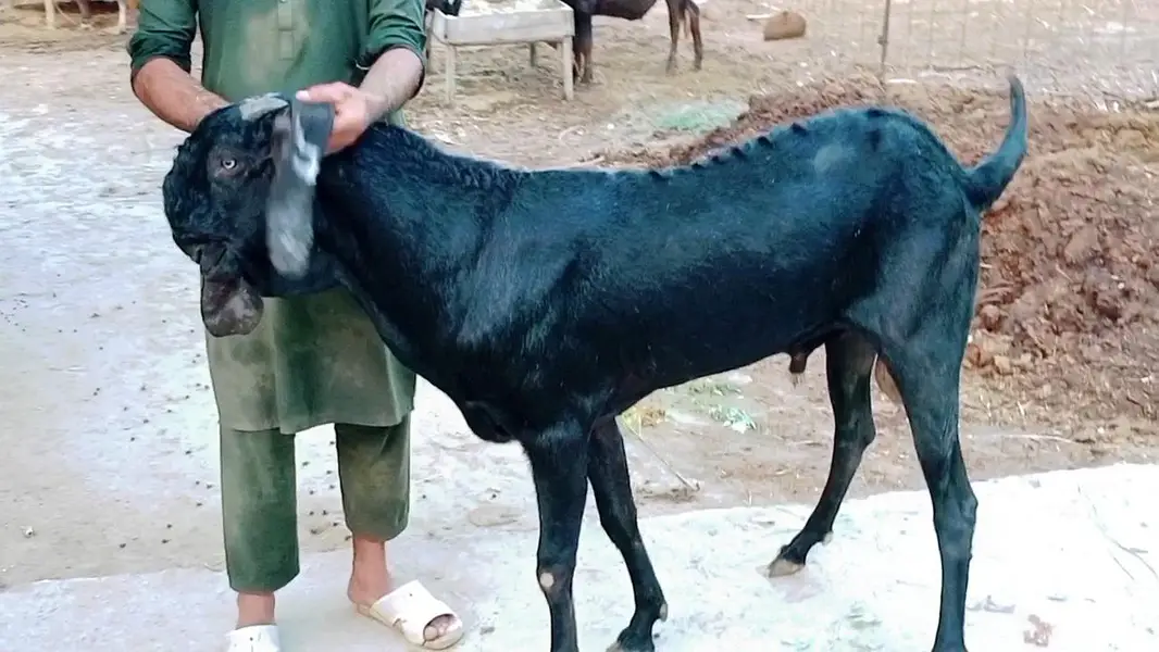 Top Quality Pure Beetal breeder Bakra — photo 3