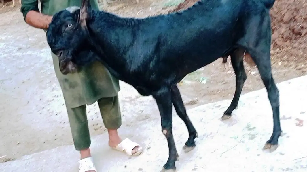 Top Quality Pure Beetal breeder Bakra — photo 5