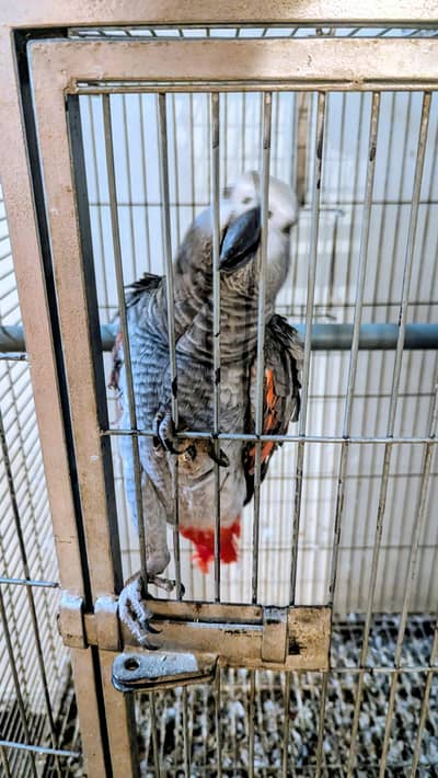 Grey parrot for sale