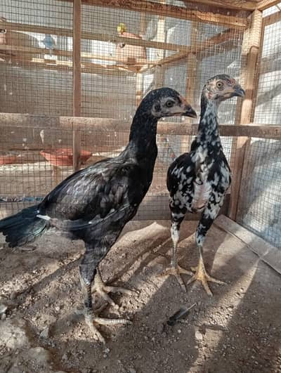 mainwali aseel chicks pair