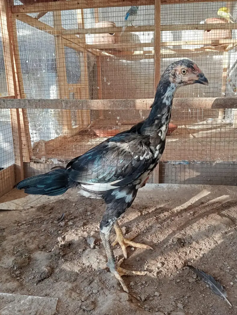 mainwali aseel chicks pair — photo 2