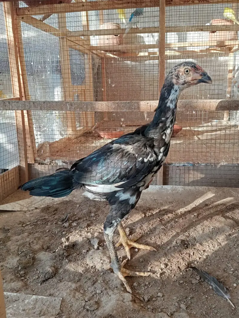mainwali aseel chicks pair — photo 3