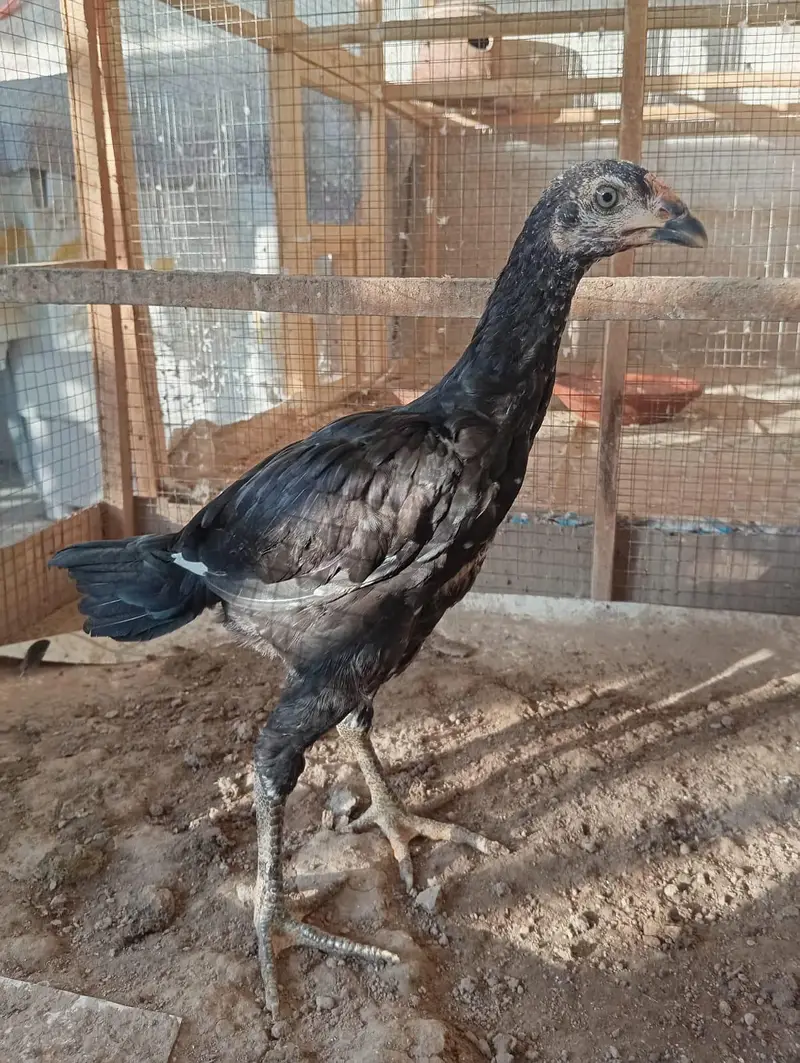 mainwali aseel chicks pair — photo 4