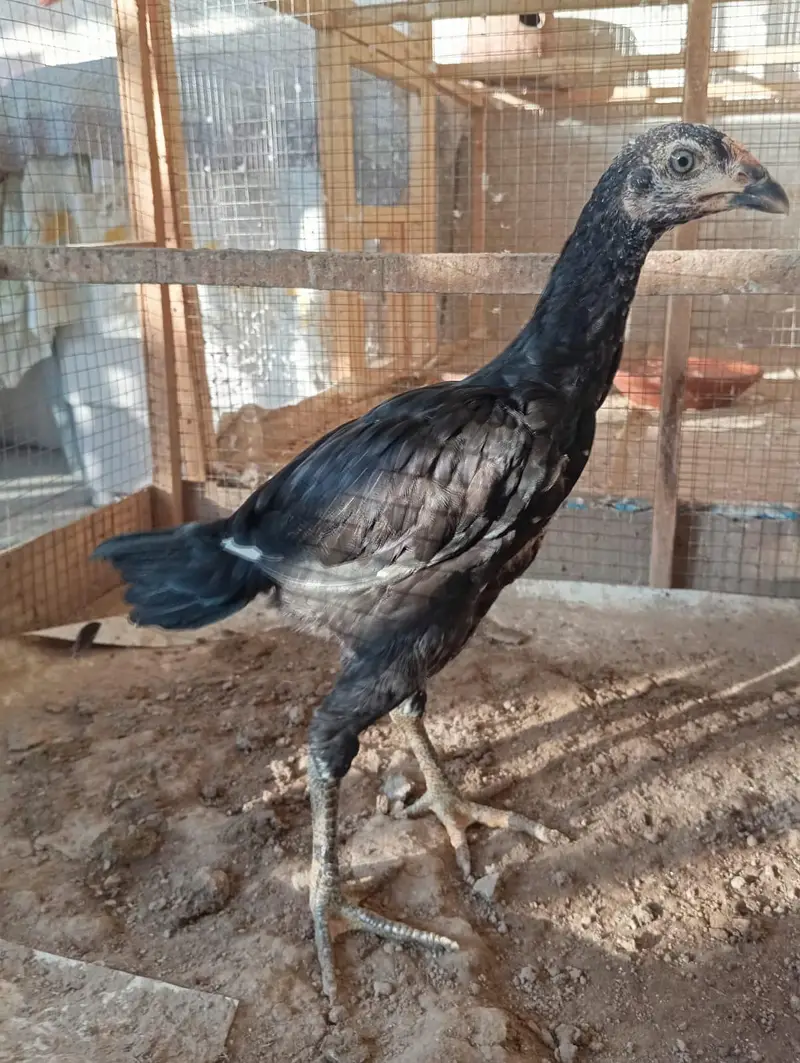 mainwali aseel chicks pair — photo 5