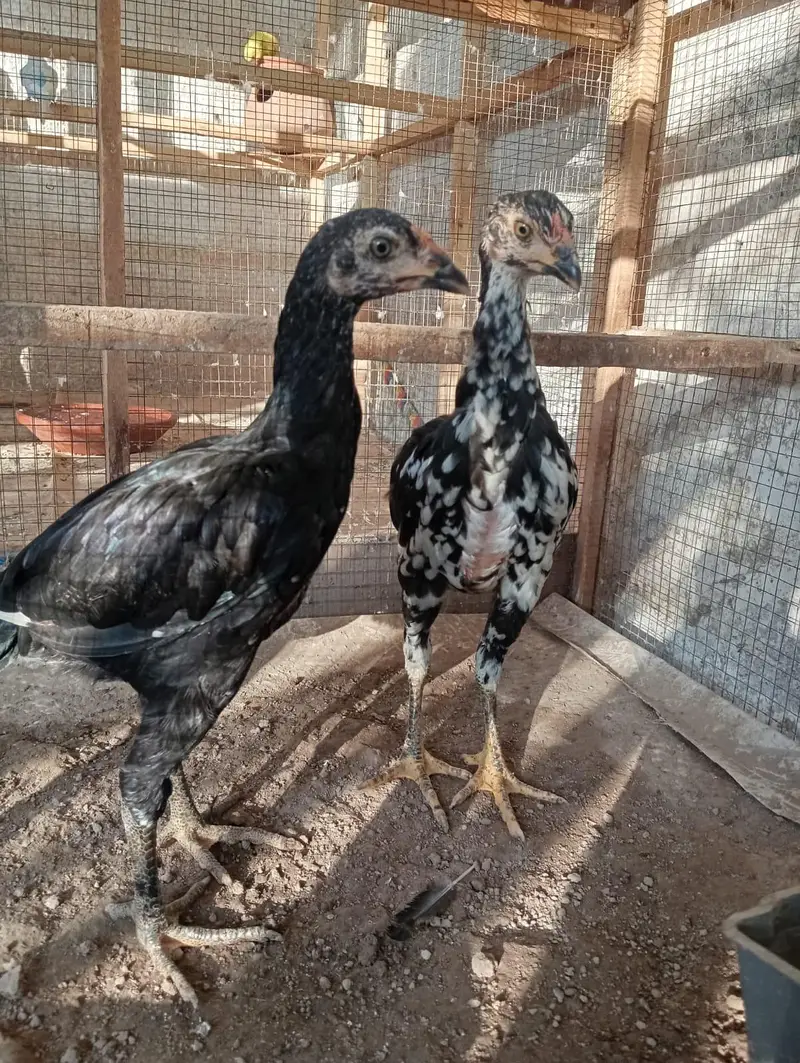 mainwali aseel chicks pair — photo 6