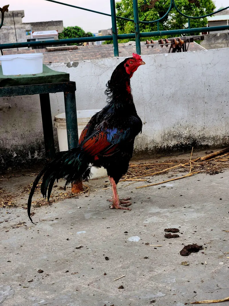Aseel Murga — photo 5