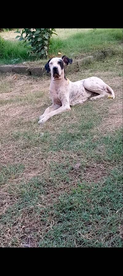 Bully female