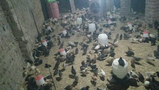 950 Desi Misri Chicks for Sale – 32 Days Old