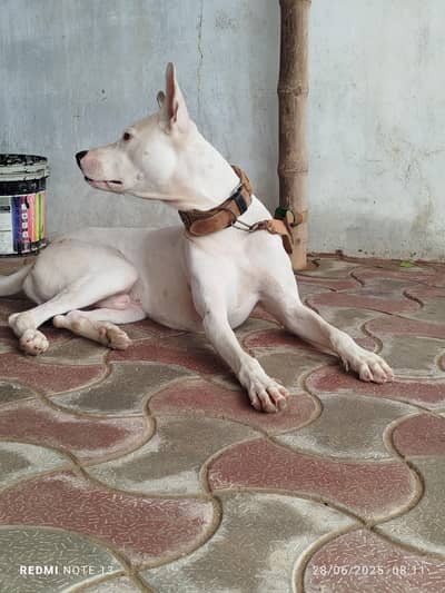 pak bully gultair