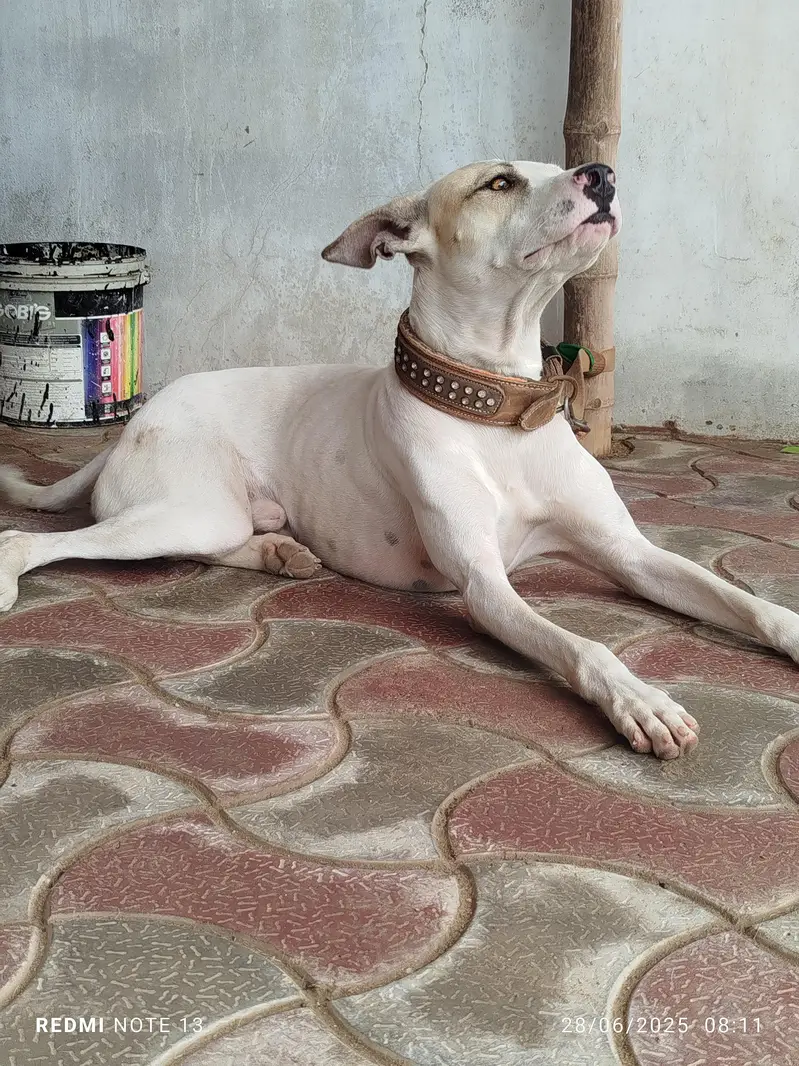 pak bully gultair — photo 2