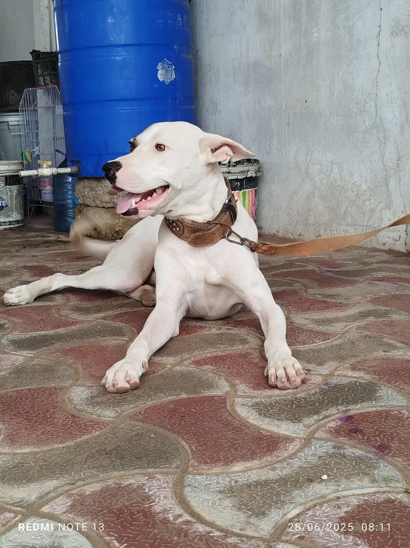 pak bully gultair — photo 3