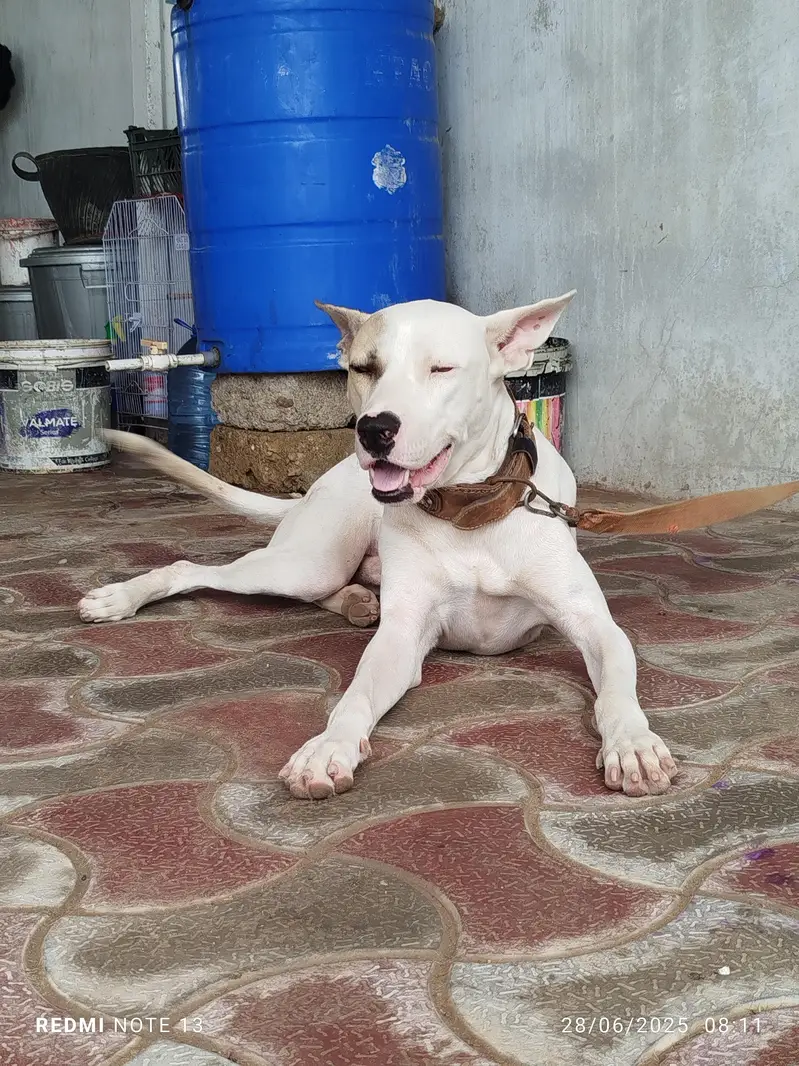 pak bully gultair — photo 4