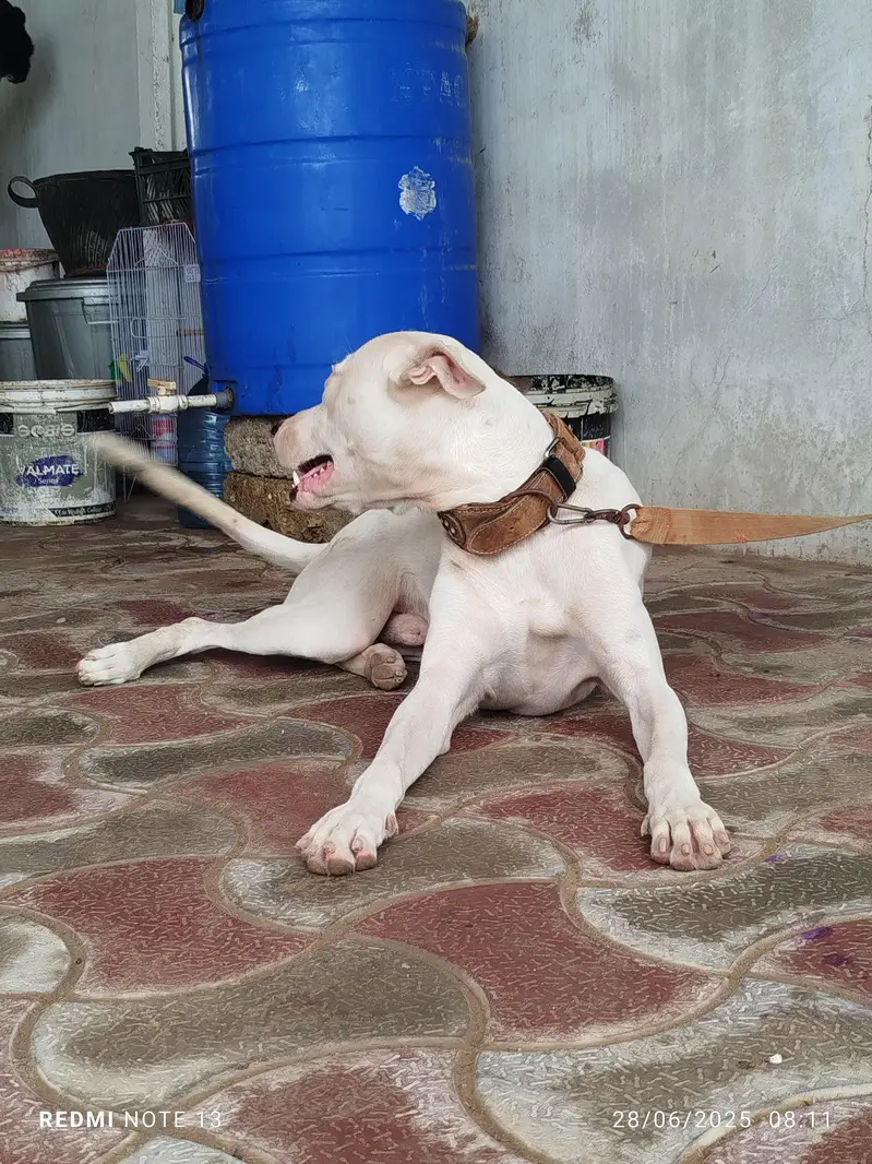 pak bully gultair — photo 5