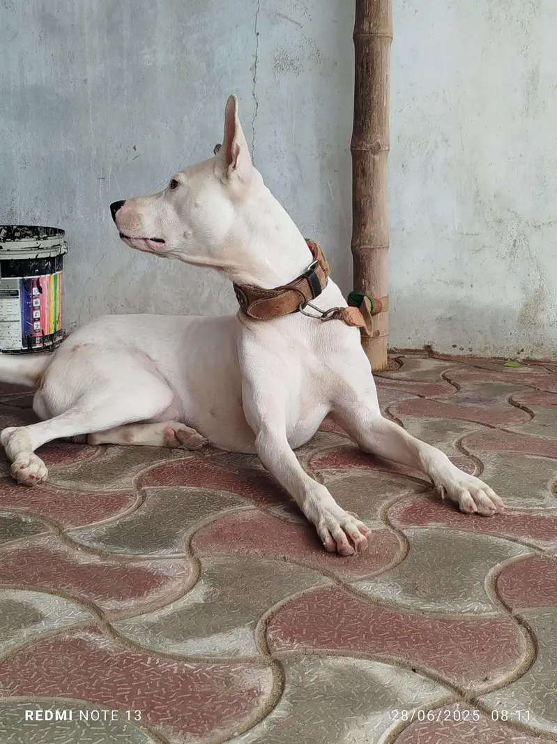 pak bully gultair — photo 6