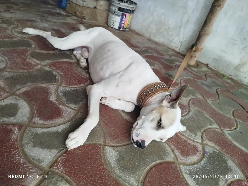 pak bully gultair — photo 7