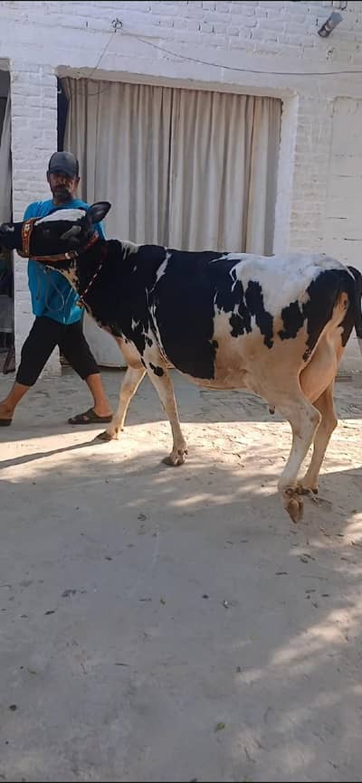 Freezion jursee cross cow with new born Jursee wachee