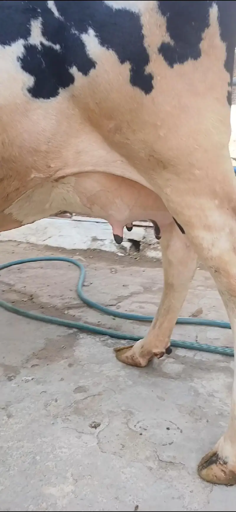 Freezion jursee cross cow with new born Jursee wachee — photo 2