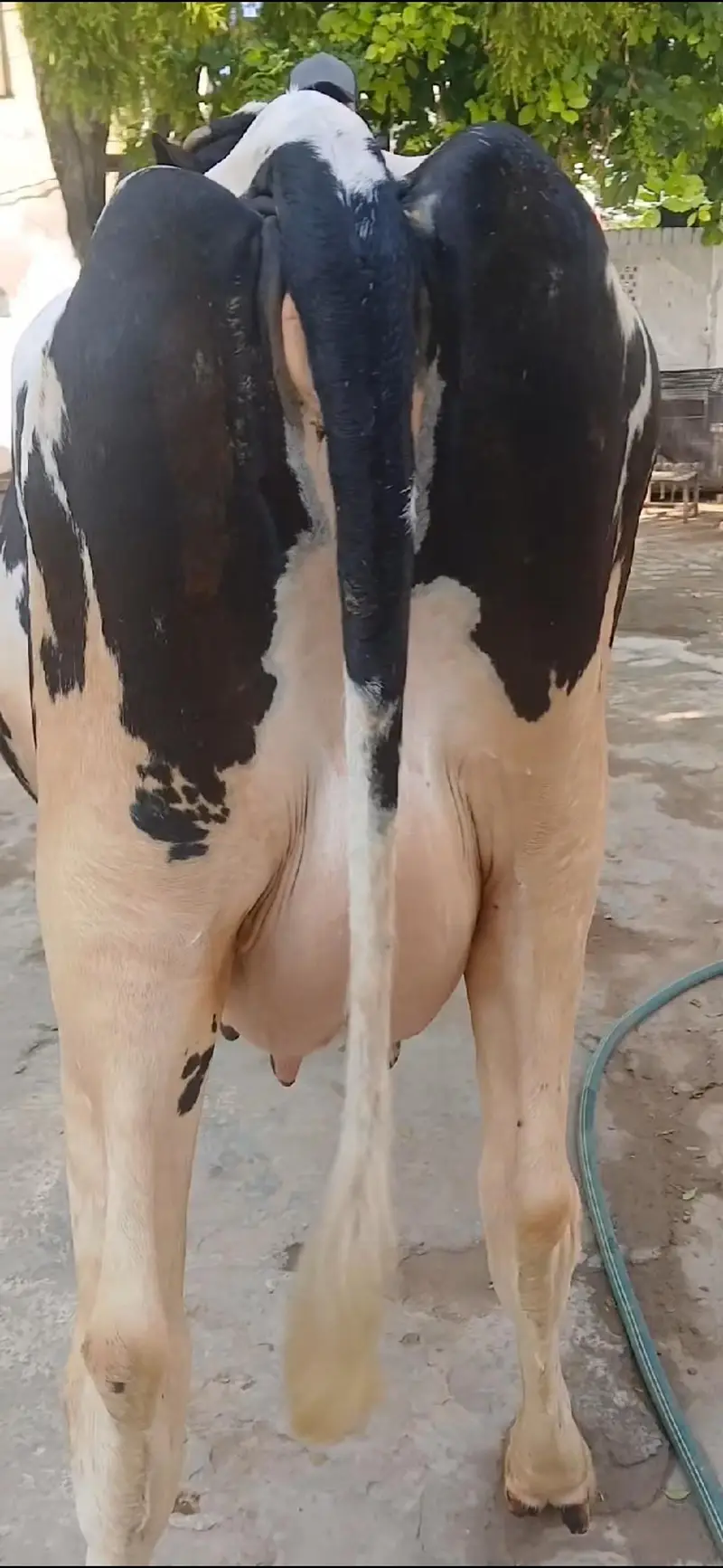 Freezion jursee cross cow with new born Jursee wachee — photo 3