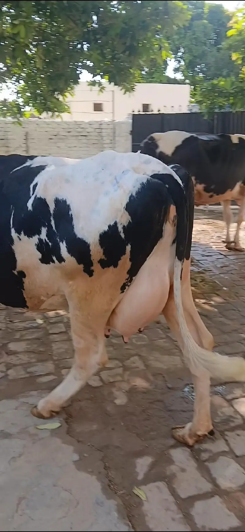 Freezion jursee cross cow with new born Jursee wachee — photo 4