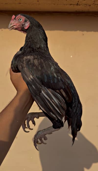 Quality bird
