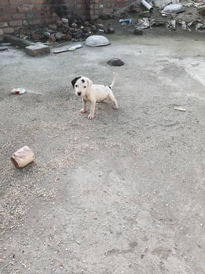 bully dog gultair