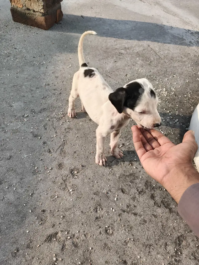 bully dog gultair — photo 2