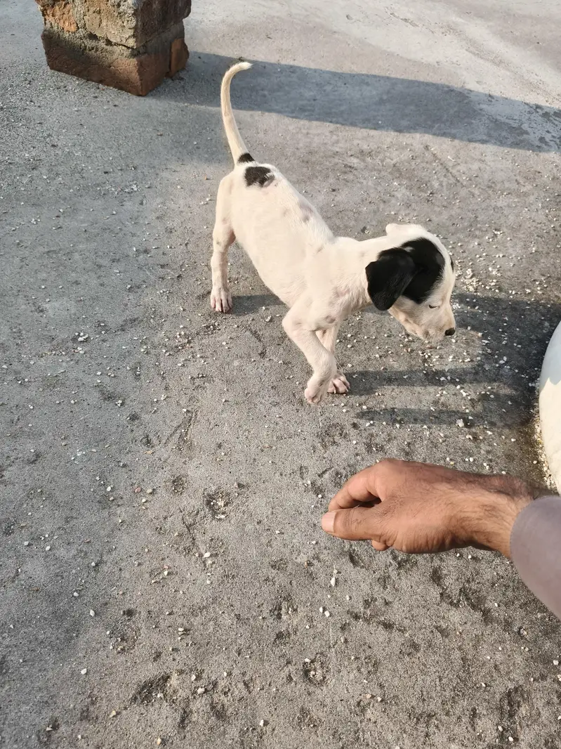 bully dog gultair — photo 3