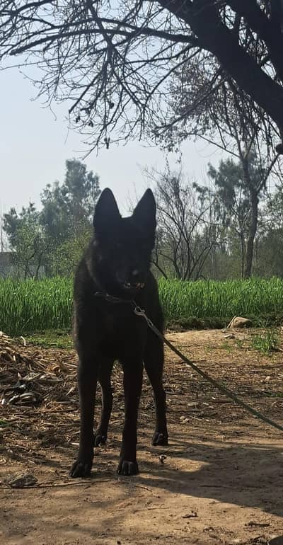 black german