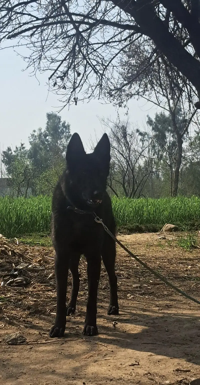 black german